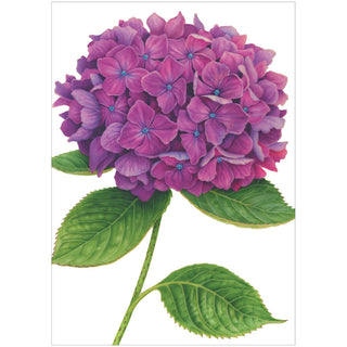 Hydrangeas Assorted Notes 8 In