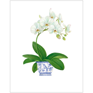 Potted Orchids Asst A Size Notes 10-In Embossed