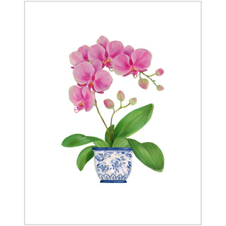 Potted Orchids Asst A Size Notes 10-In Embossed