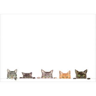 Kitties Correspondence Cards - includes 12 cards & envelopes