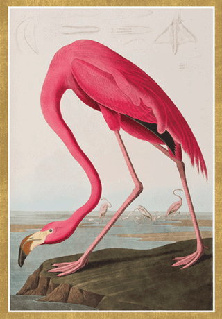 Audubon Flamingo Birthday Greeting Card - 1 card with envelope