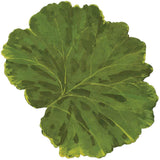 Caspari Leaf Die-Cut Placemat - 1 Per Package 3003PMS